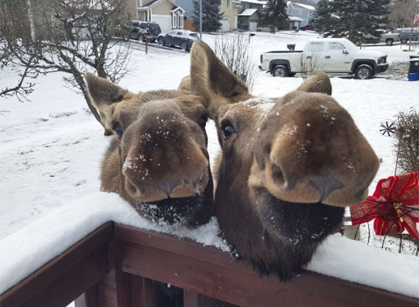 Found The Crab Apple Bandits!