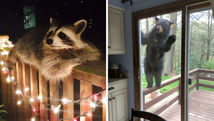 10+ Animales que pasaron a saludar y nos robaron el corazón