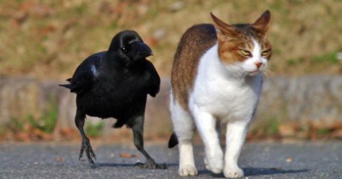 73 Pics That Prove Corvids Are The Biggest Baddasses In The Animal Kingdom
