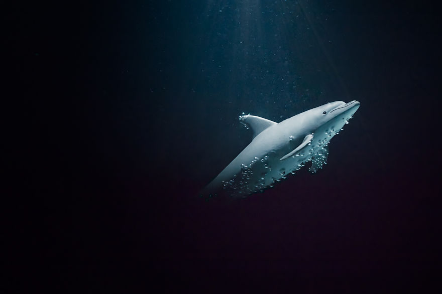 I Created Wildlife Photography In My Room!