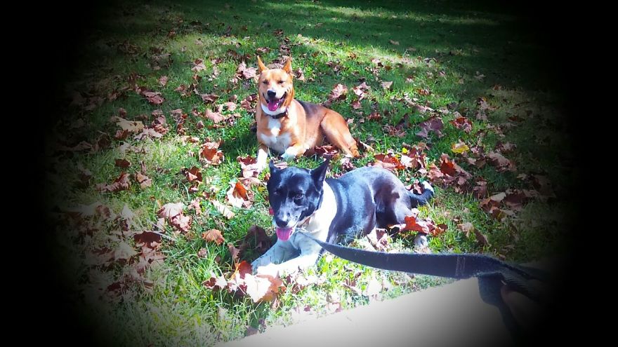 Furry Children Furry Children