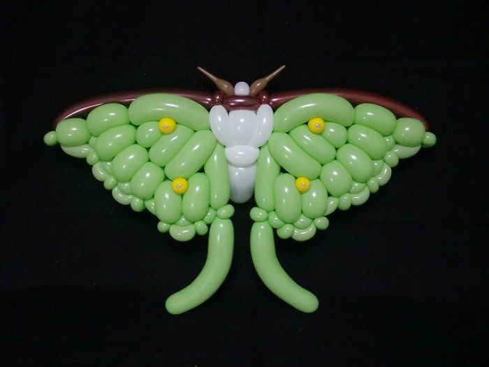 Luna Moth
