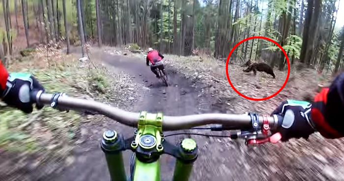 Angry Bear Starts Chasing Mountain Bikers In Frightening Helmet Cam Footage