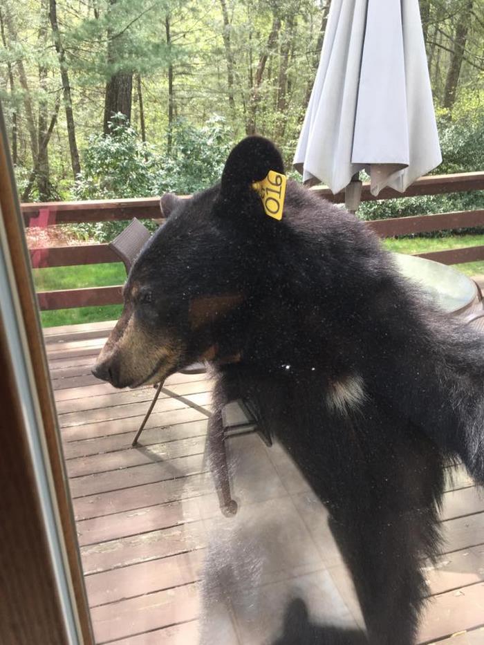 bear-smells-brownies-wants-get-inside-house-1