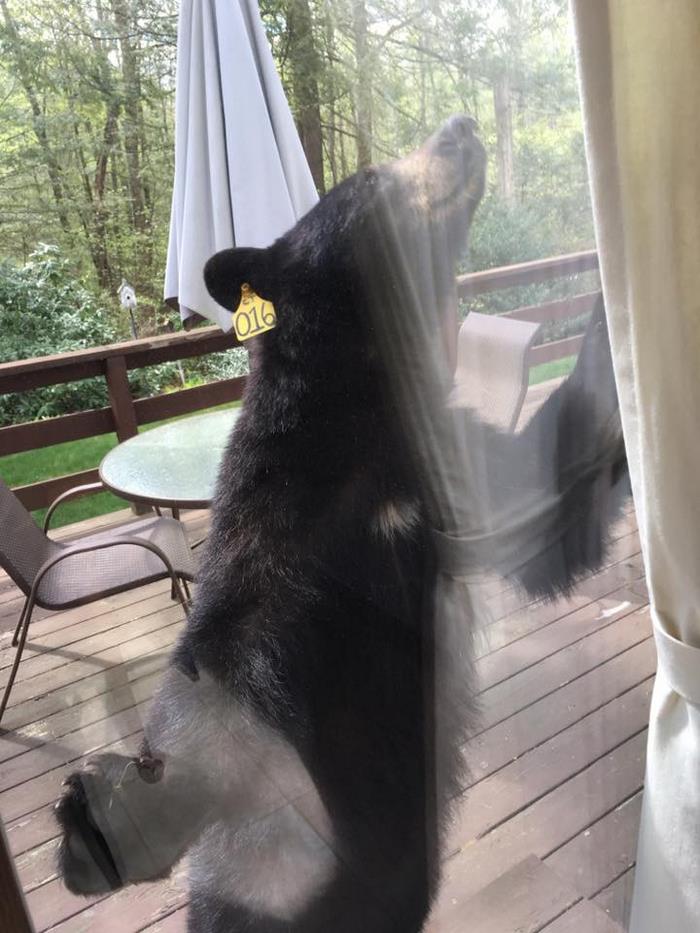 bear-smells-brownies-wants-get-inside-house-4 bear-smells-brownies-wants-get-inside-house-4
