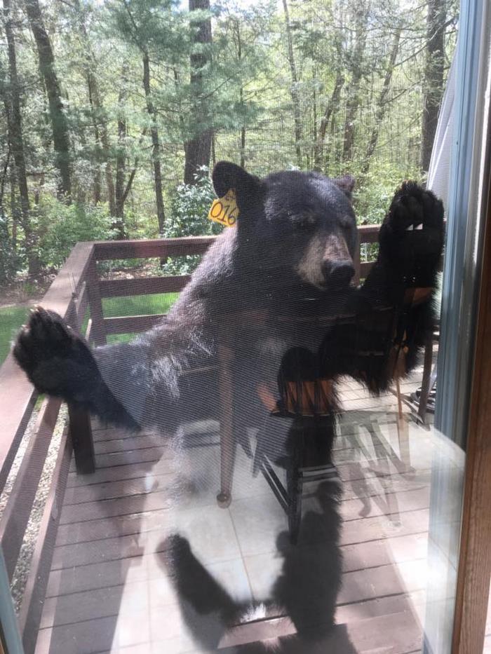 bear-smells-brownies-wants-get-inside-house-5