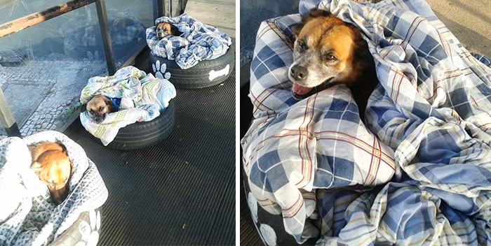 Bus Station Comes Up With A Brilliant Solution To Help Stray Dogs Escape The Cold