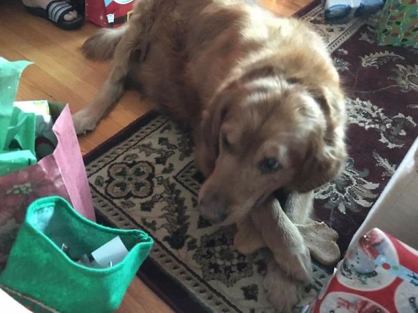 My Moms Dog Is Afraid Of The Dark Since He Was A Puppy He Would Whine If Left In The Dark