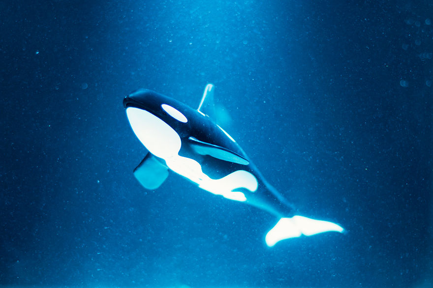 I Created Wildlife Photography In My Room! I Created Wildlife Photography In My Room!