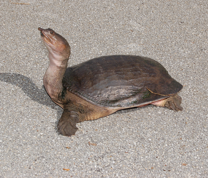 Cantor's Giant Softshell Turtle