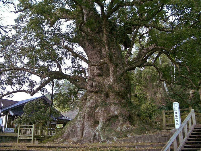 Giant Lion Carved From Single Tree By 20 People In 3 Years Becomes The World's Largest Redwood Sculpture
