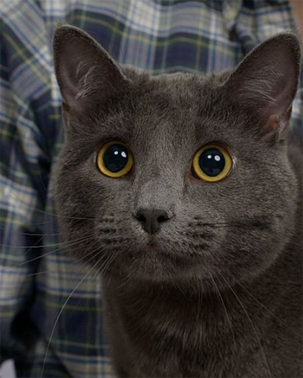 Guy Gets Professional Pictures With His Cat, And They End Up Looking Like Engagement Photos