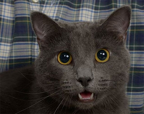 Guy Gets Professional Pictures With His Cat, And They End Up Looking Like Engagement Photos