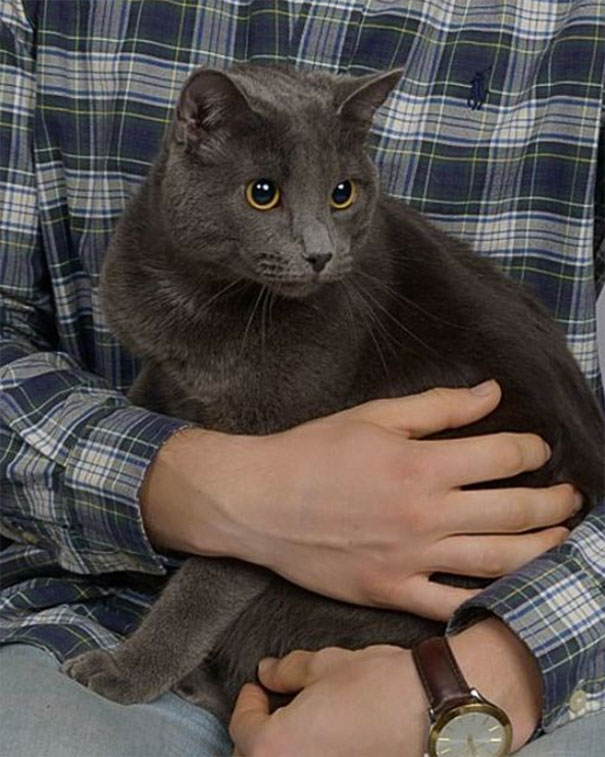 Guy Gets Professional Pictures With His Cat, And They End Up Looking Like Engagement Photos Guy Gets Professional Pictures With His Cat, And They End Up Looking Like Engagement Photos