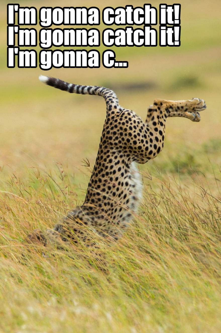 Saw The Winners Of The ‘Comedy Wildlife Photography Awards’ And Had To Add Some Captions Saw The Winners Of The ‘Comedy Wildlife Photography Awards’ And Had To Add Some Captions