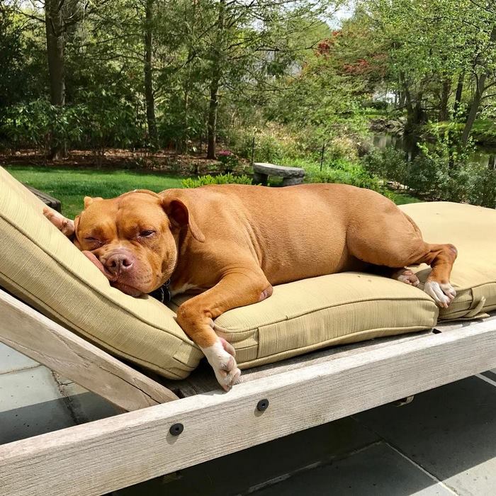 chained-rescue-pit-bull-enjoys-comfortable-beds-lola11 chained-rescue-pit-bull-enjoys-comfortable-beds-lola11