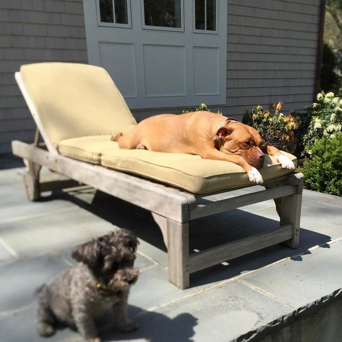 chained-rescue-pit-bull-enjoys-comfortable-beds-lola9