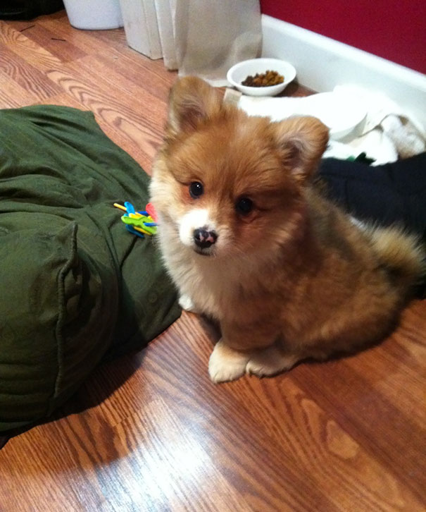 Corgi mix puppy sitting on wooden floor, next to a green blanket, looking up adorably.