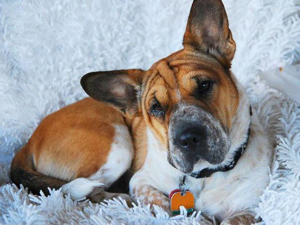 Corgi mix with unique ears resting on a fluffy blanket.