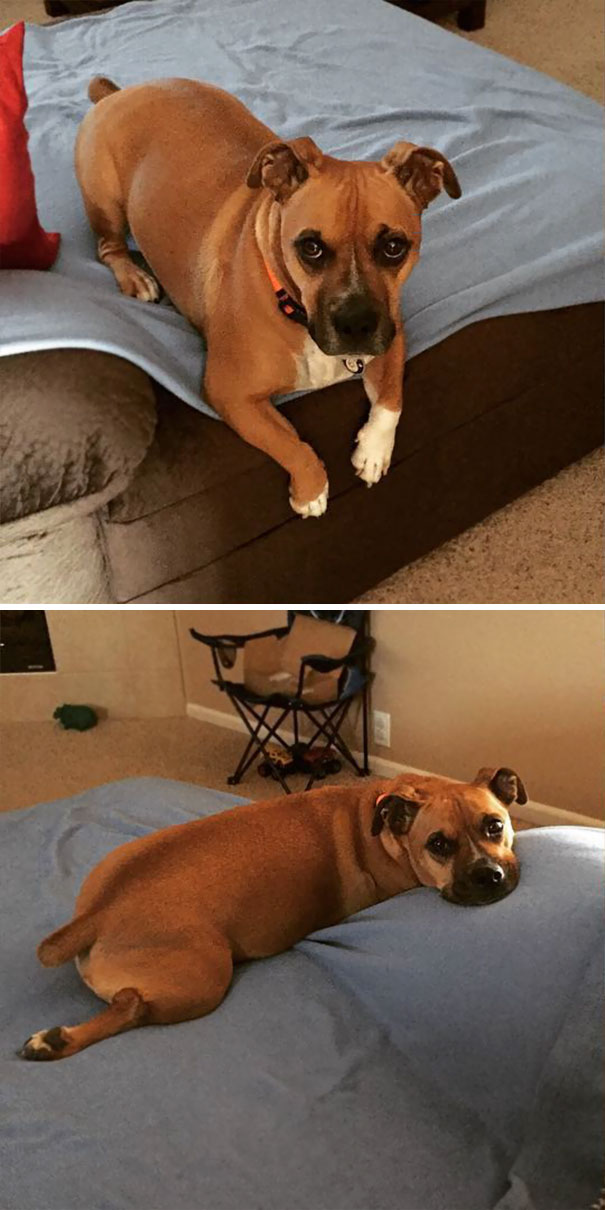 Corgi mixed breed dog lying on a blue blanket, looking adorably relaxed on a couch.