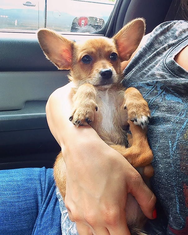 Corgi mixed breed puppy with large ears being held in someone's arms in a car.
