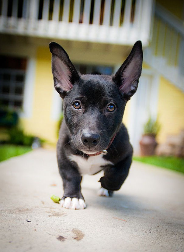 Cute corgi mix with large ears and black fur, walking on a sidewalk near a yellow house.