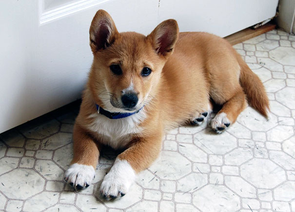 Corgi mix puppy with brown fur and white paws lying on a tiled floor.