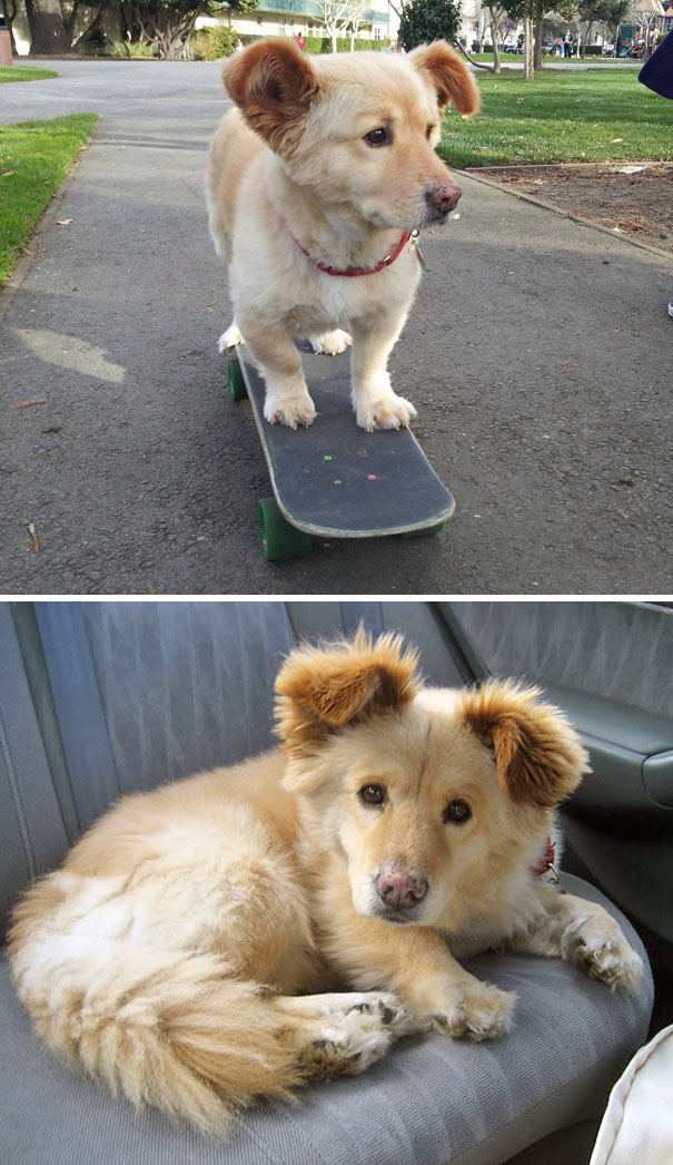 Corgi mix skateboarding in a park and resting on a car seat, looking adorable and fluffy.