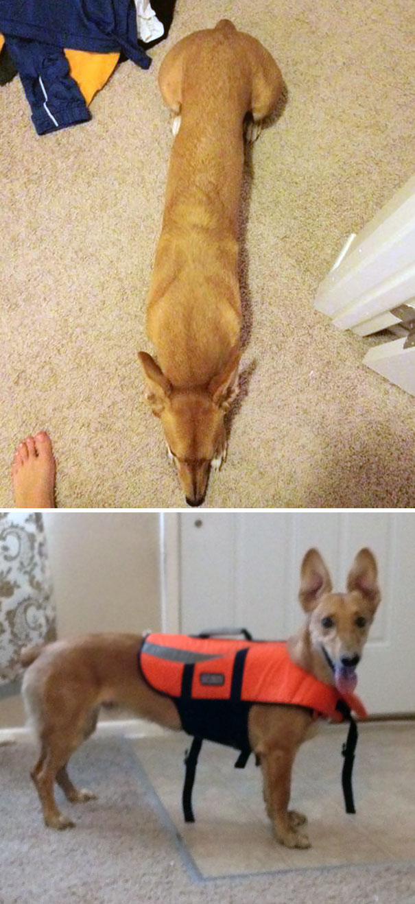 Corgi mixed breed with a long body and wearing an orange vest, displaying a unique and adorable appearance indoors.