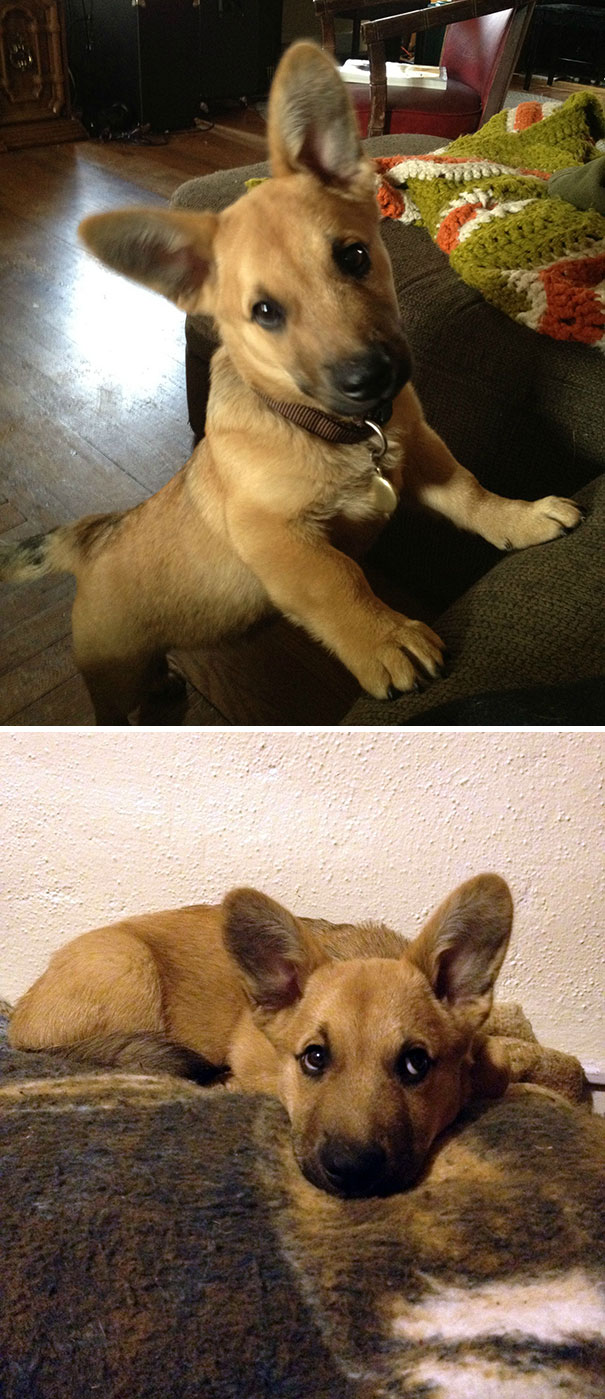 Corgi mixed breed puppy with large ears and brown fur, standing and resting on a blanket.