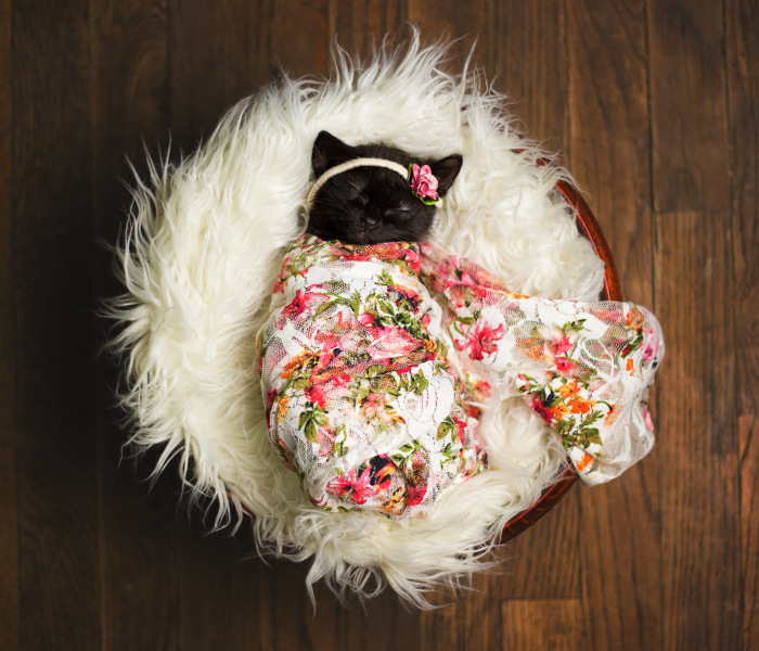 Newborn Kitten Photoshoot That I Did To Celebrate My Daughter’s New Cat