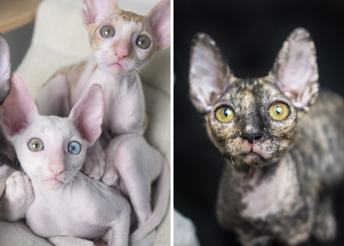 Is There Anything Cuter Than Fluffy Furry Kittens? Oh Yes, Little Alien-Looking Cornish Rex Babies