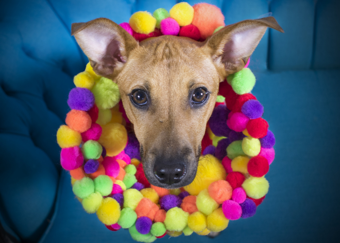 “Cones Of Fame”: A Rescue Dog Photography Project
