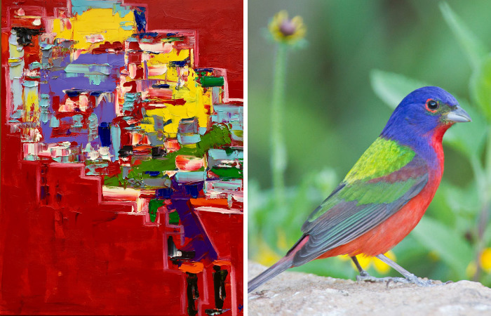 Colorful Birds Of The World