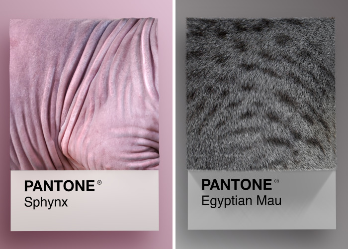 Cat Breeds As Pantone