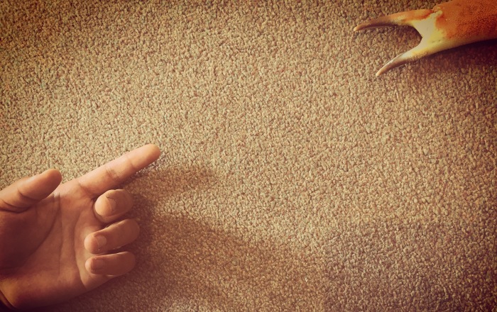 I Found A Crab Claw On The Beach…