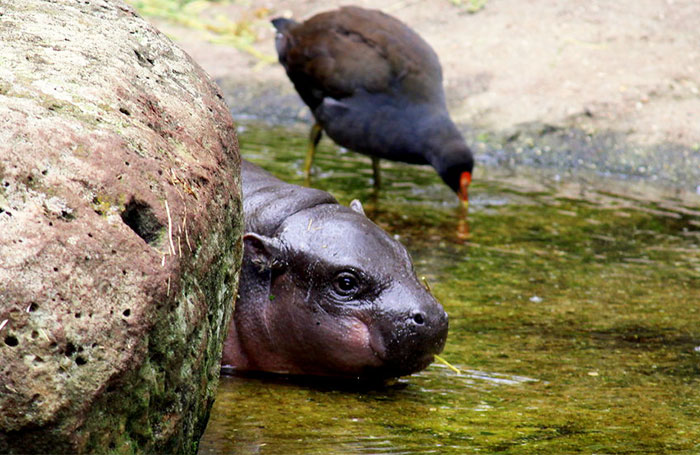 Baby Pygmy Hippo