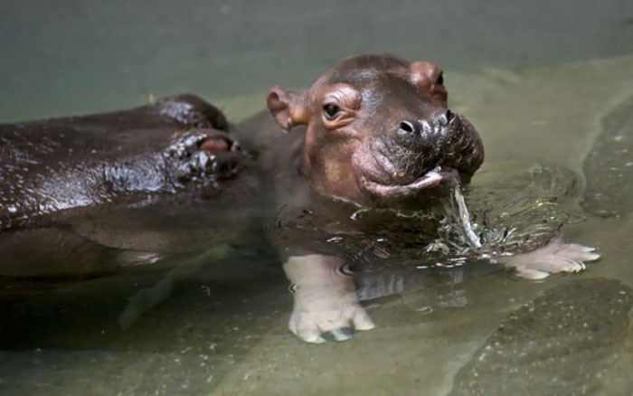 Baby Hippo