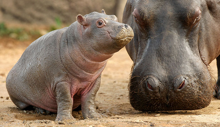 Cute Baby Hippos