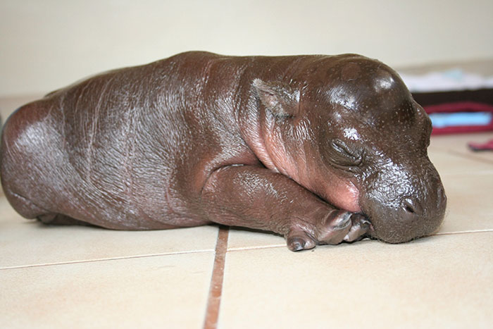 Baby Hippo
