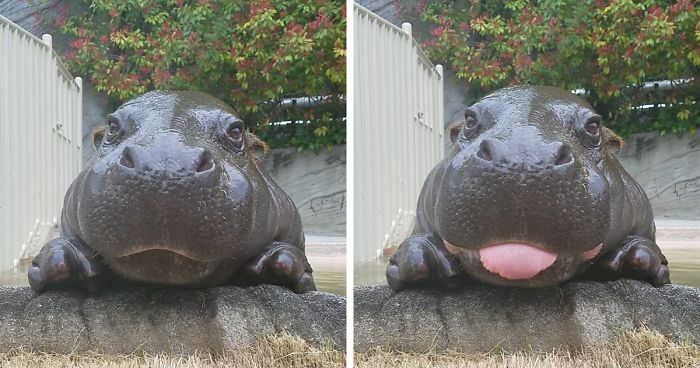 53 Baby Hippos That Will Make Everything Better