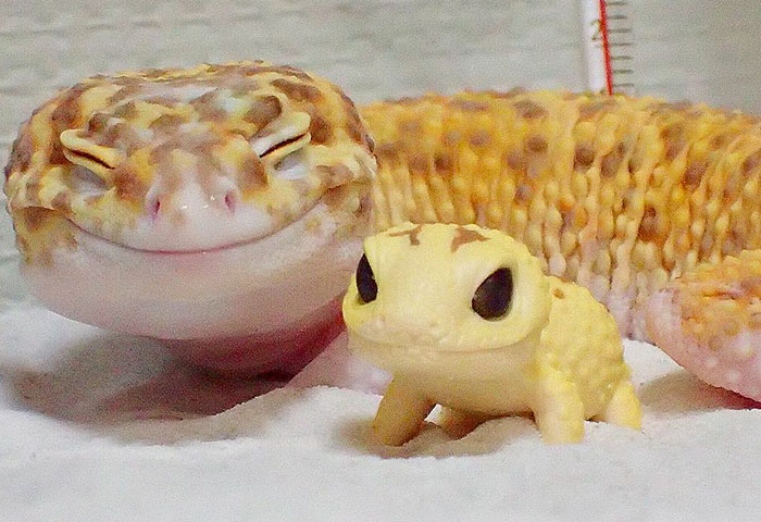 Este geco es feliz con su miniyo de juguete, sus fotos te sacarán una sonrisa