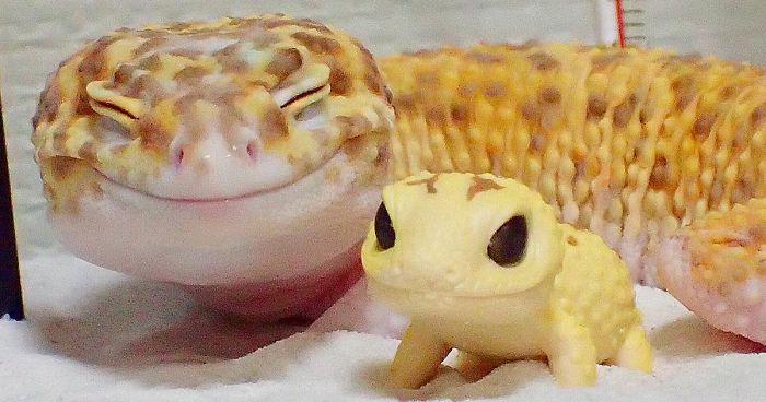 This Gecko Can’t Stop Smiling When He’s Around His Toy Gecko, And Their Pics Will Make Your Day