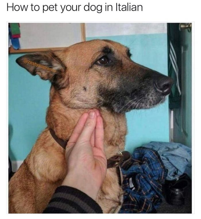 Dog Memes