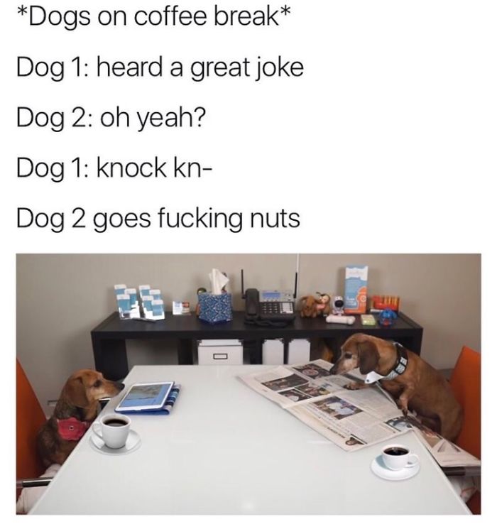 Dog Memes