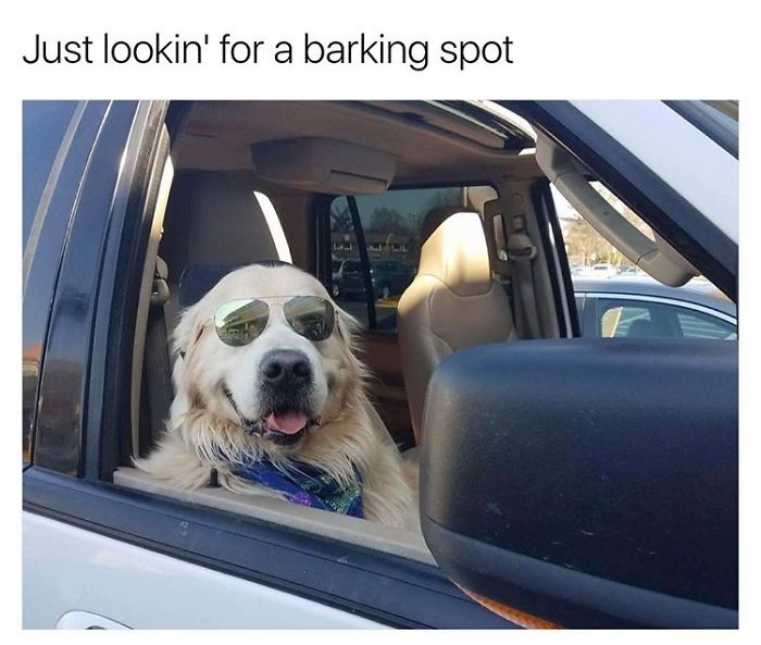 Dog Memes
