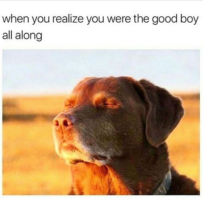 Dog Memes