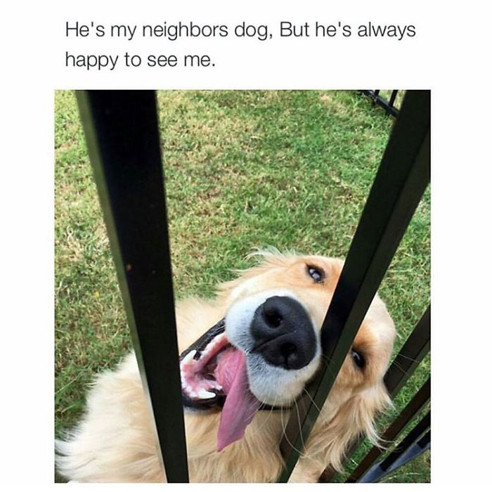 Dog Memes