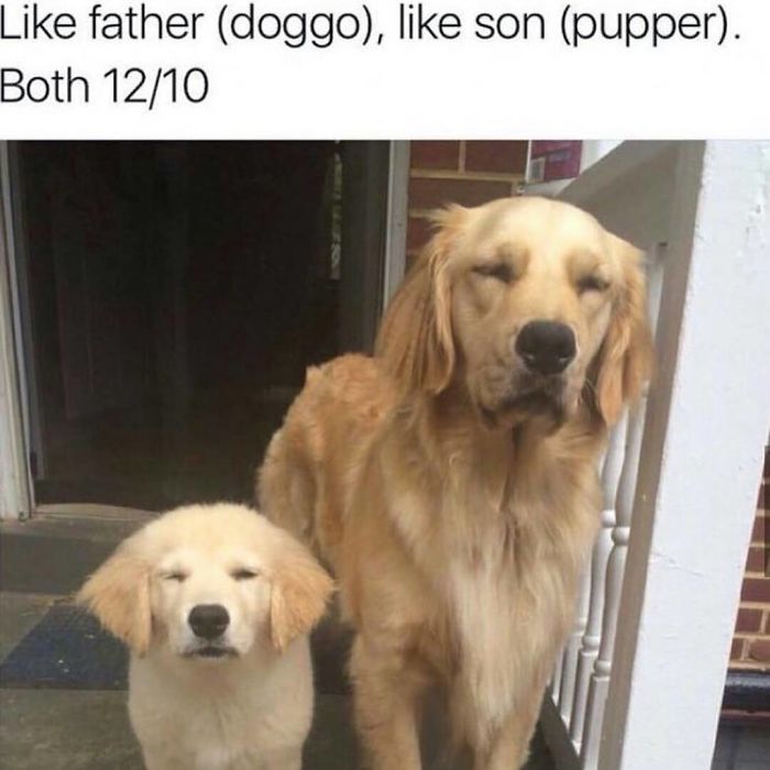 Dog Memes