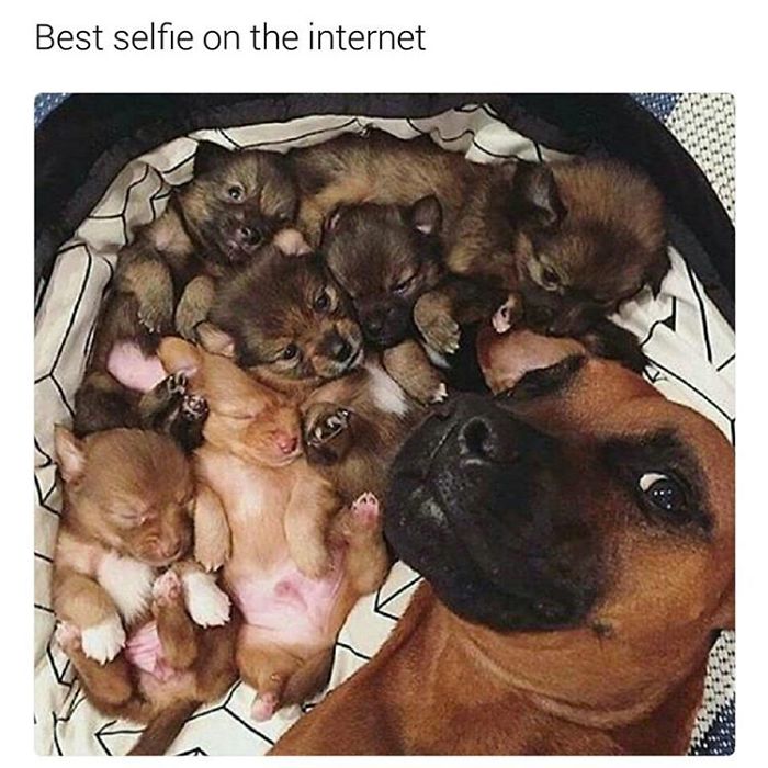 Dog Memes